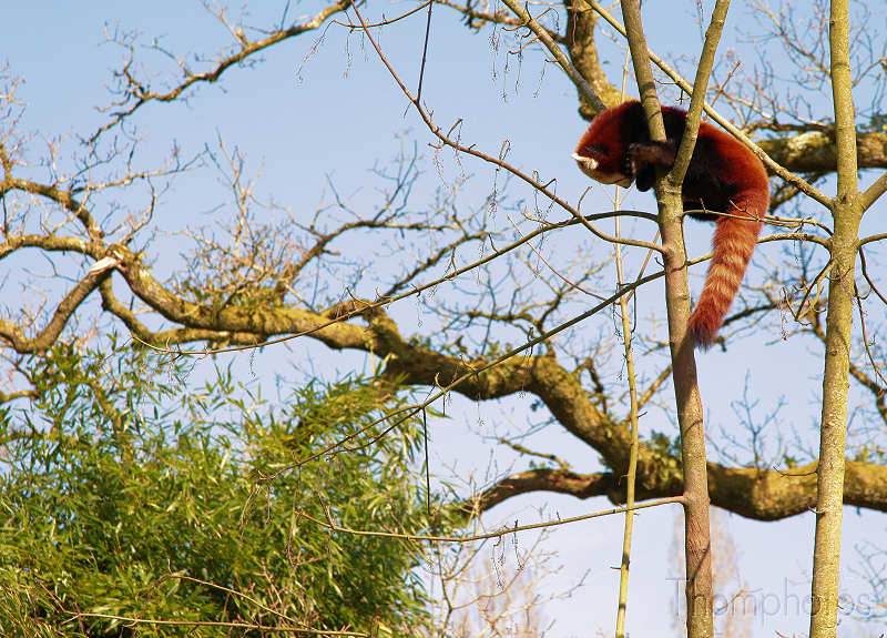 reportage 2012 bretagne sud breizh izel kenavo J2 jour 2 parc animalier de branféré panda roux petit panda firefox mozilla