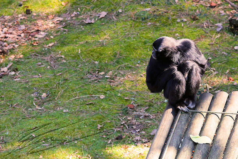 reportage 2012 bretagne sud breizh izel kenavo J2 jour 2 parc animalier de branféré singes Siamang Gibbon à favoris blancs