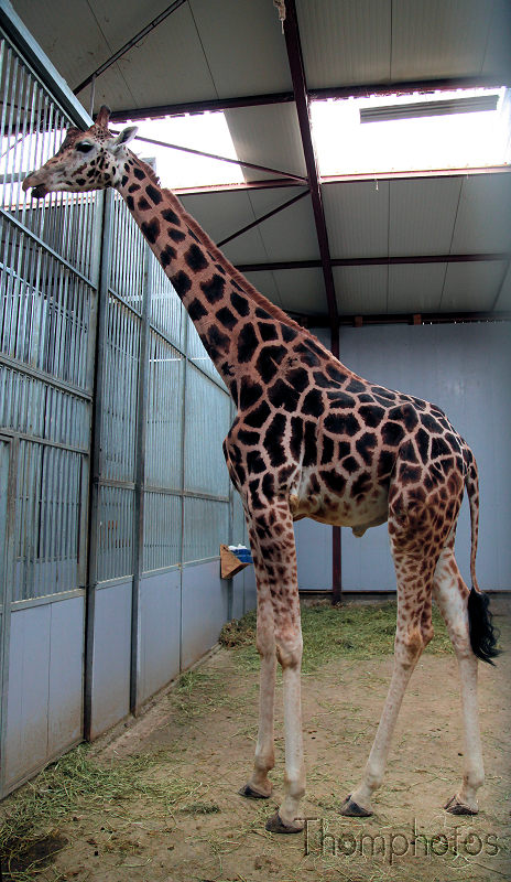 reportage 2012 bretagne sud breizh izel kenavo J2 jour 2 parc animalier de branféré giraffe sophie Soso long cou