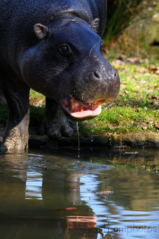 reportage 2012 bretagne sud breizh izel kenavo J2 jour 2 parc animalier de branféré Hippo hippopotame nain pygmée hipo glouton