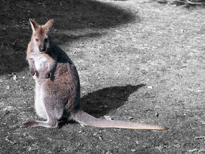 reportage 2012 bretagne sud breizh izel kenavo J2 jour 2 parc animalier de branféré désaturée désaturation partielle kangourou wallaby marsupilami