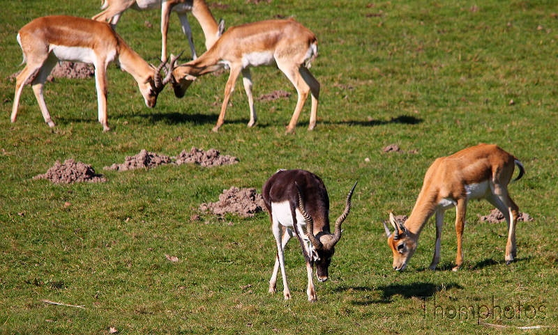 reportage 2012 bretagne sud breizh izel kenavo J2 jour 2 parc animalier de branféré antilopes cervicapre mâle