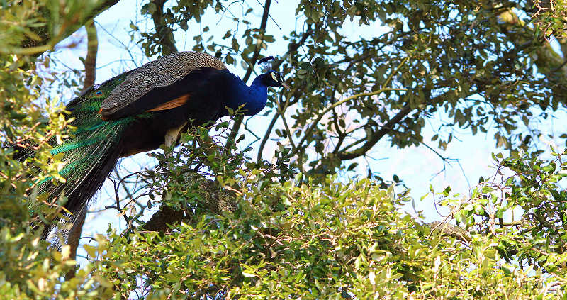 reportage 2012 bretagne sud breizh izel kenavo J2 jour 2 parc animalier de branféré paon dans l'arbre l ' arbre chêne