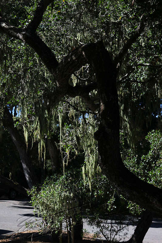 reportage 2013 usa USA Amérique america murika US californie carmel monterey 17 miles drive road route tree arbre mousse moss dead swamp fever marécage films jeux zombies