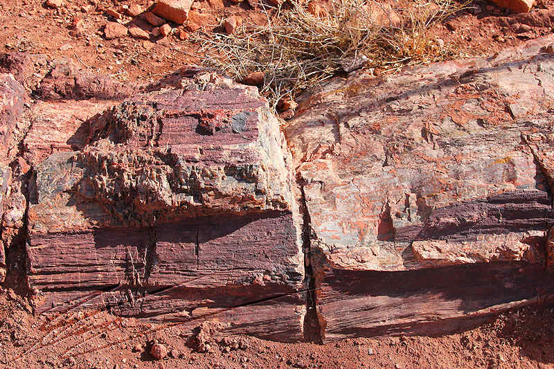 reportage 2013 usa USA Amérique america murika US Nevada désert vallée du feu valley of fire red rock roche rouge couleur color petrified forest wood tronc pétrifié calcifié fossilisé fossil dinosaur dino