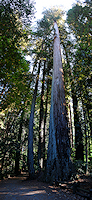 reportage 2013 usa USA Amérique america murika US californie santa cruz Henry Cowell Redwood State Park parc séquoïas arbres trees géants giants bois wood landscape paysage pano panorama