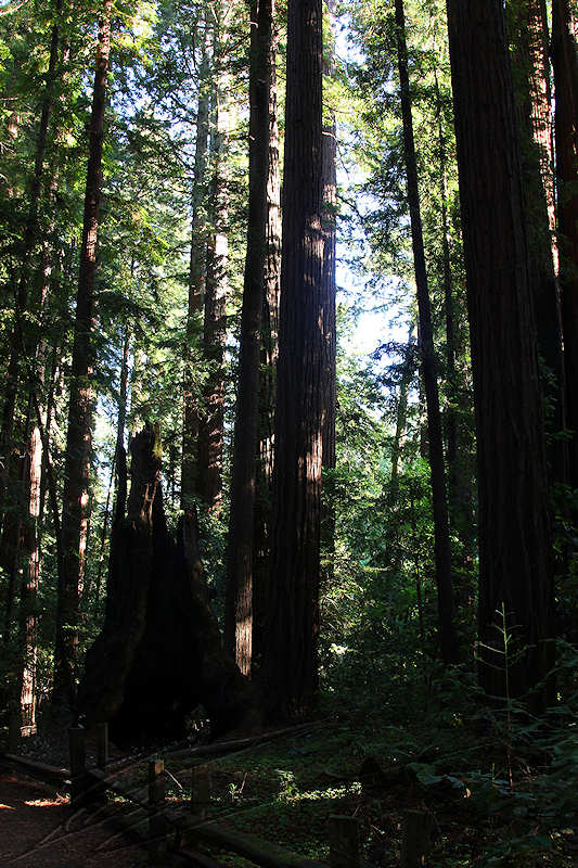 reportage 2013 usa USA Amérique america murika US californie santa cruz Henry Cowell Redwood State Park parc séquoïas arbres trees géants giants bois wood