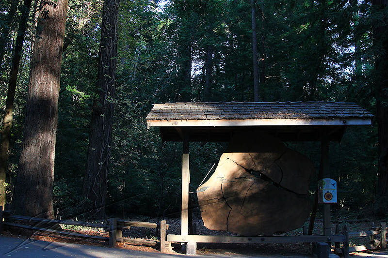 reportage 2013 usa USA Amérique america murika US californie santa cruz Henry Cowell Redwood State Park parc séquoïas arbres trees géants giants bois wood tronc trunk