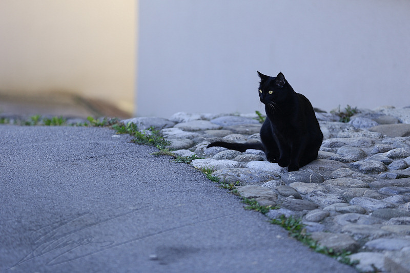 reportage 2014 suisse swiss valais vaud aigle lac léman de genève ville montagne mountain animal chat cat meow miaou noir black sorcière witche