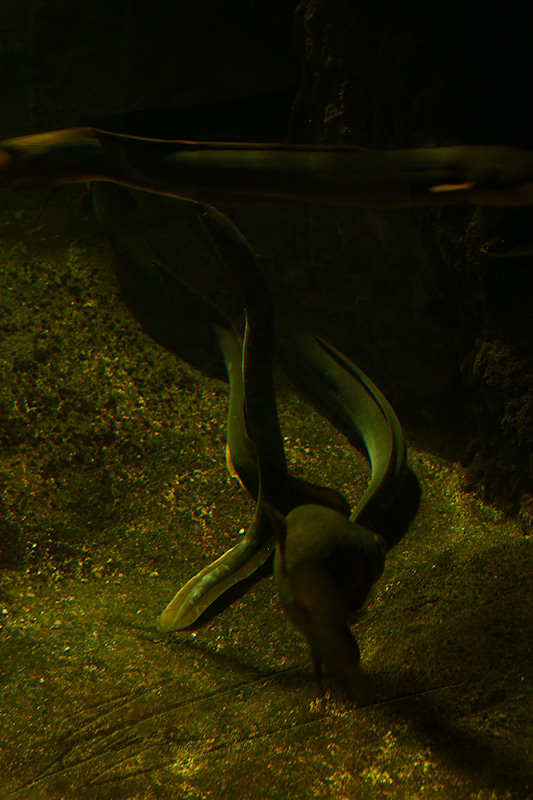 reportage 2014 aquarium périgord noir black dordogne lot poisson fish sous marin eau water aqua aquatique anguille serpent de mer