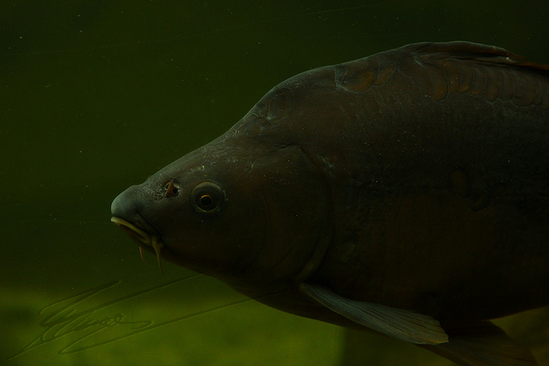 reportage 2014 aquarium périgord noir black dordogne lot poisson fish sous marin eau water aqua aquatique carpe