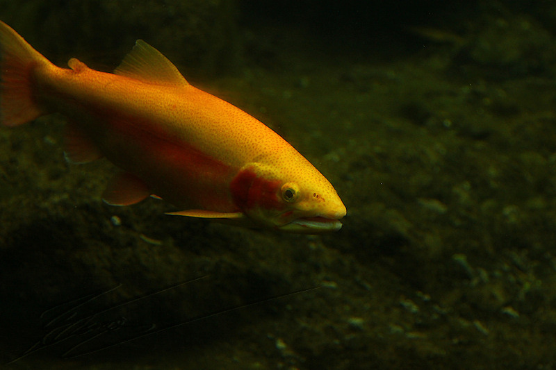 reportage 2014 aquarium périgord noir black dordogne lot poisson fish sous marin eau water aqua aquatique truite albinos fario arc-en-ciel jaune orange rouge