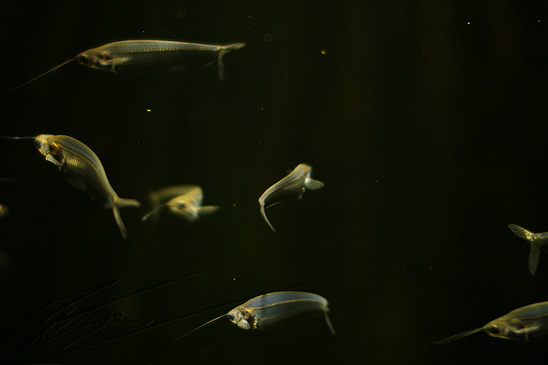 reportage 2014 aquarium périgord noir black dordogne lot poisson fish sous marin eau water aqua aquatique Silures de verre Kryptopterus bicirrhis transparent