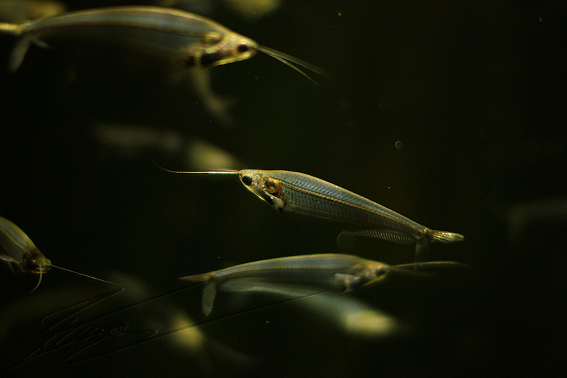 reportage 2014 aquarium périgord noir black dordogne lot poisson fish sous marin eau water aqua aquatique Silures de verre Kryptopterus bicirrhis transparent