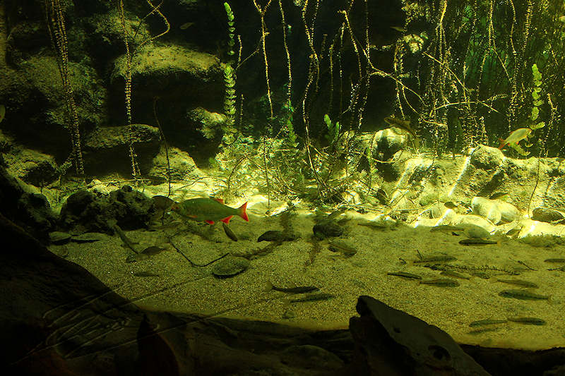 reportage 2014 aquarium périgord noir black dordogne lot fish sous marin eau water aqua aquatique perche rayé noir black strip poisson de fond