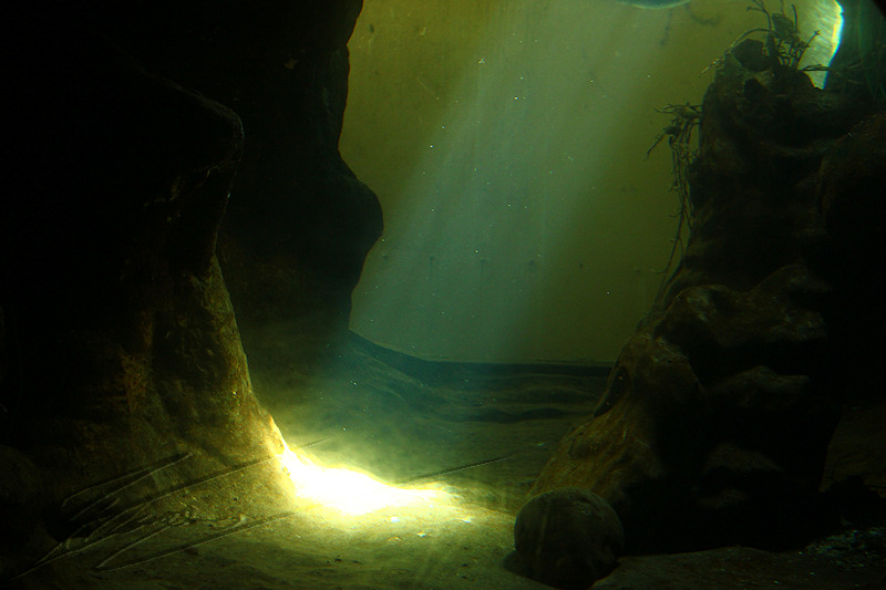 reportage 2014 aquarium périgord noir black dordogne lot fish sous marin eau water aqua aquatique perche rayé noir black strip poisson de fond raie de lumière light ray rayon