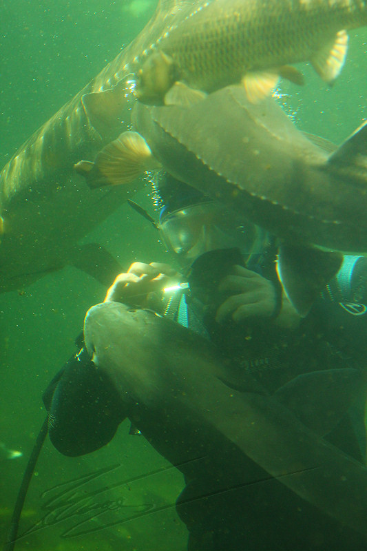 reportage 2014 aquarium périgord noir black dordogne lot poisson fish plongeur bouteille dive repas esturgeon caviar nourriture sous-marin aquatique eau water aqua bulles