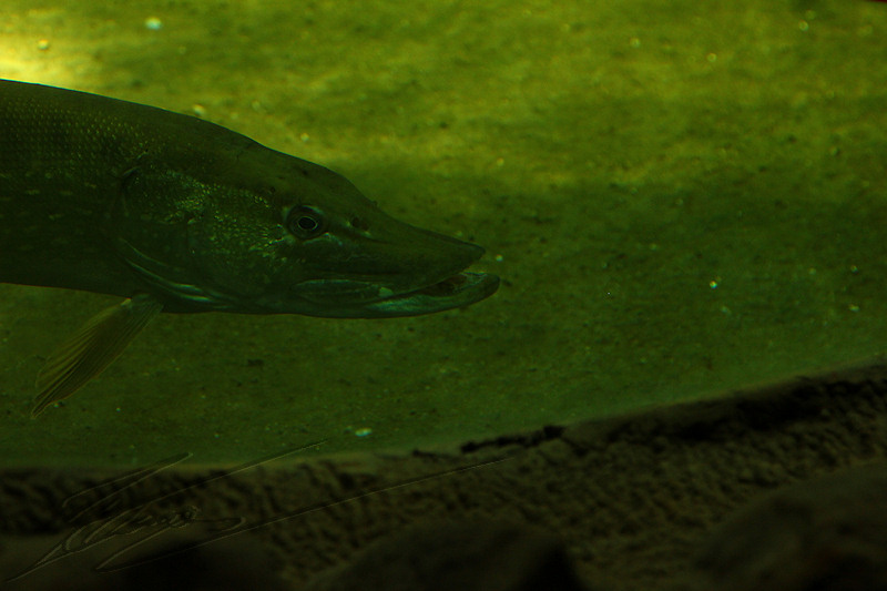 reportage 2014 aquarium périgord noir black dordogne lot poisson fish sous marin eau water aqua aquatique brochet carnassier prédateur bec de canard