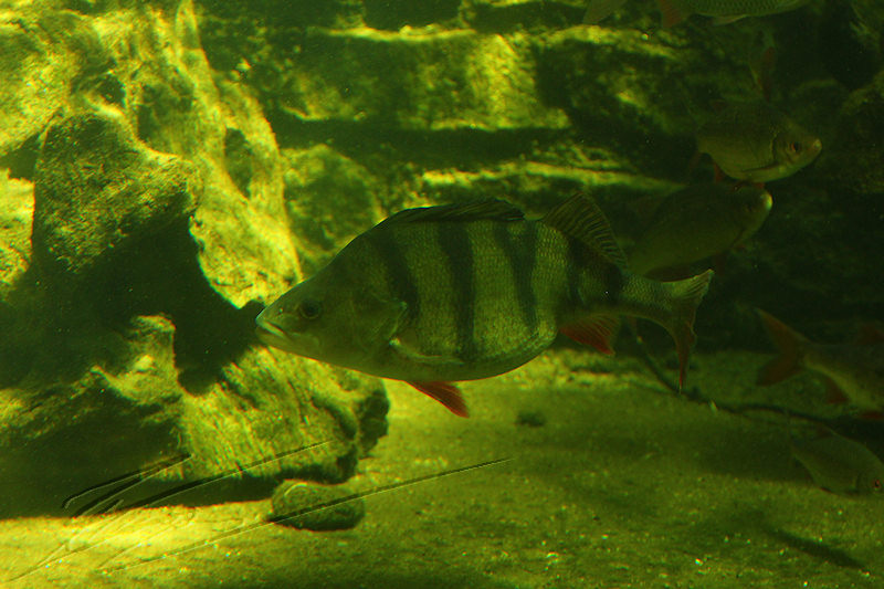 reportage 2014 aquarium périgord noir black dordogne lot fish sous marin eau water aqua aquatique perche rayé noir black strip poisson de fond