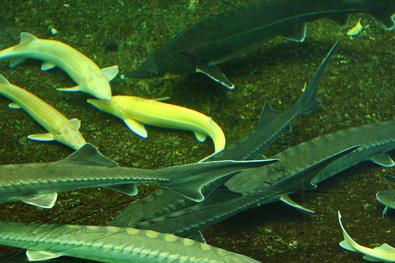 reportage 2014 aquarium périgord noir black dordogne lot poisson fish esturgeon caviar nourriture sous-marin aquatique eau water aqua luxe beluga sterlet sturio albinos blanc jaune