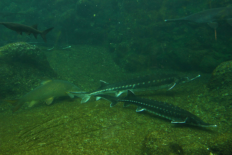 reportage 2014 aquarium périgord noir black dordogne lot poisson fish esturgeon caviar nourriture sous-marin aquatique eau water aqua luxe beluga sterlet sturio