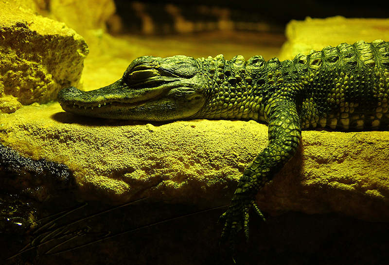 reportage 2014 aquarium périgord noir black dordogne lot crocodile alligator park caïman croco gator jeune kid young juvénile enfant