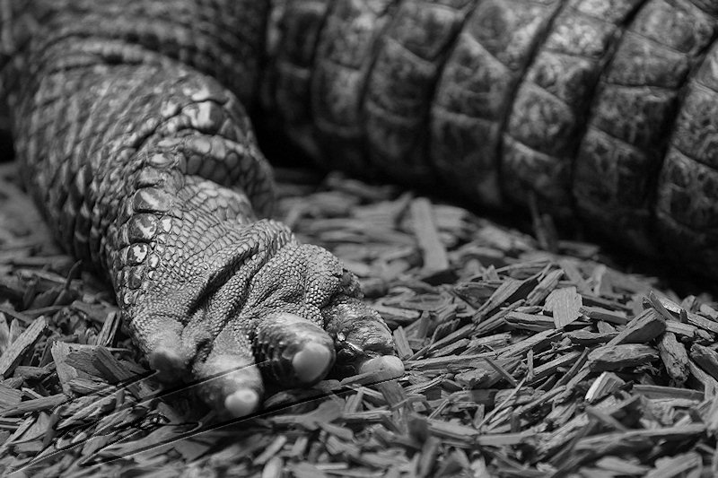 reportage 2014 aquarium périgord noir black dordogne lot crocodile alligator park caïman croco gator patte hand noir et blanc black and white