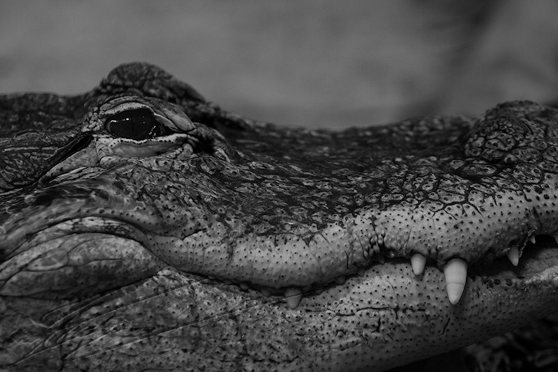 reportage 2014 aquarium périgord noir black dordogne lot crocodile alligator park caïman croco gator noir et blanc black and white tête head