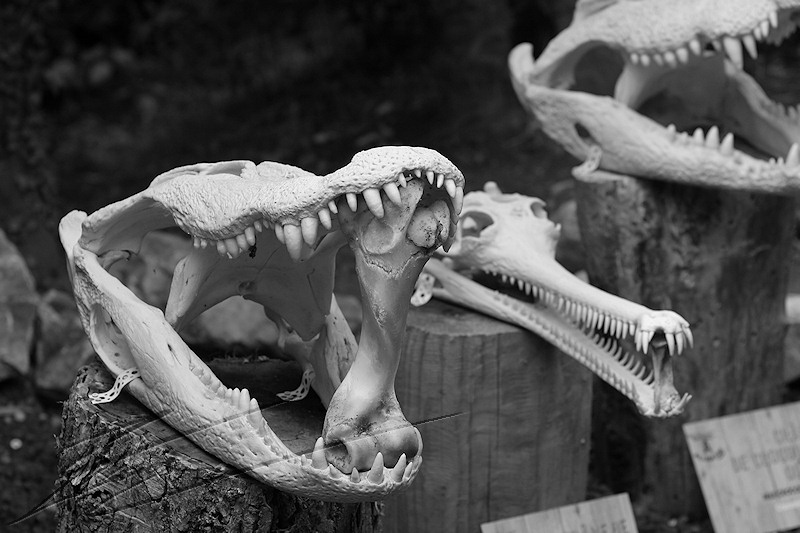 reportage 2014 aquarium périgord noir black dordogne lot crocodile alligator park caïman croco gator noir et blanc black and white crânes skulls