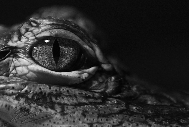 reportage 2014 aquarium périgord noir black dordogne lot crocodile alligator park caïman croco gator jeune kid young juvénile enfant noir et blanc black and white oeil eye