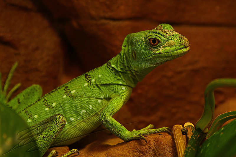 reportage 2014 aquarium périgord noir black dordogne lot lézard iguane reptile sang froid cold blood lizard green vert oeil orange vif