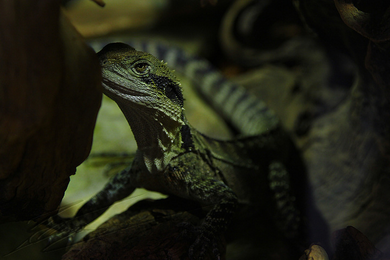 reportage 2014 aquarium périgord noir black dordogne lot lézard iguane reptile sang froid cold blood sombre dark