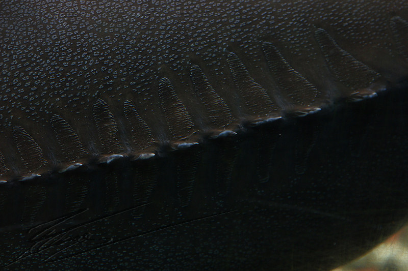 reportage 2014 aquarium périgord noir black dordogne lot poisson fish esturgeon caviar nourriture sous-marin aquatique eau water aqua luxe beluga sterlet sturio