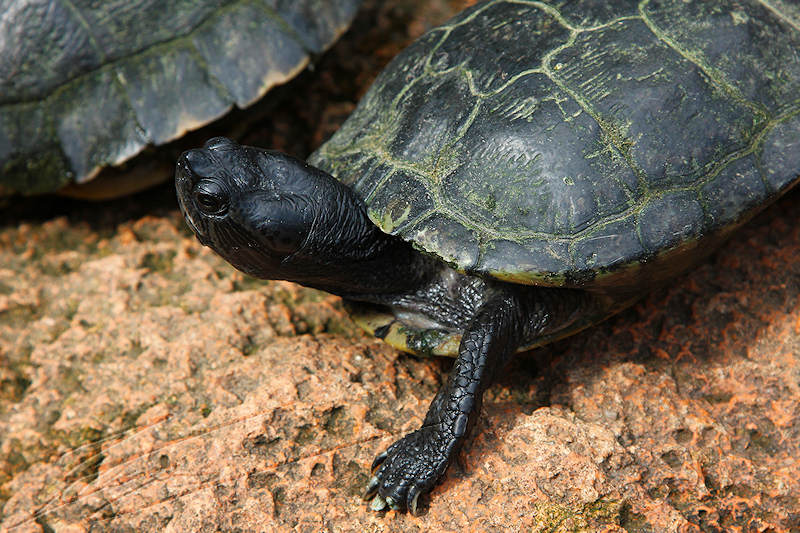 reportage 2014 aquarium périgord noir black dordogne lot tortues tortoise semi aquatique water eau aqua floride tempes rouges