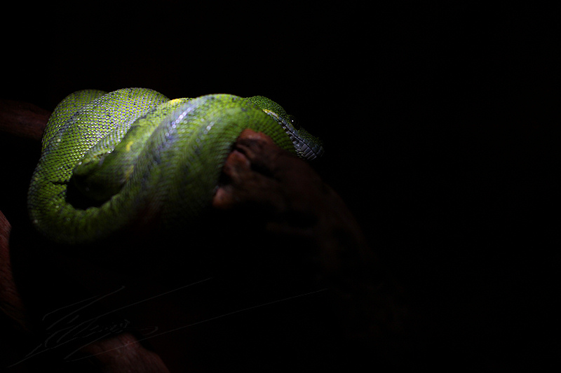 reportage 2014 aquarium périgord noir black dordogne lot lézard iguane reptile sang froid cold blood serpent snake vert enroulé ranche bois wood