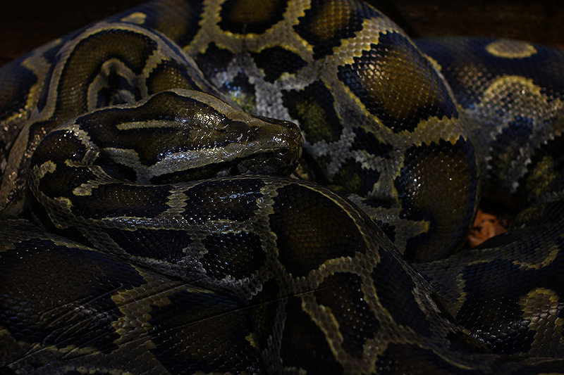 reportage 2014 aquarium périgord noir black dordogne lot lézard iguane reptile sang froid cold blood serpent snake python molure boa constrictor noeud