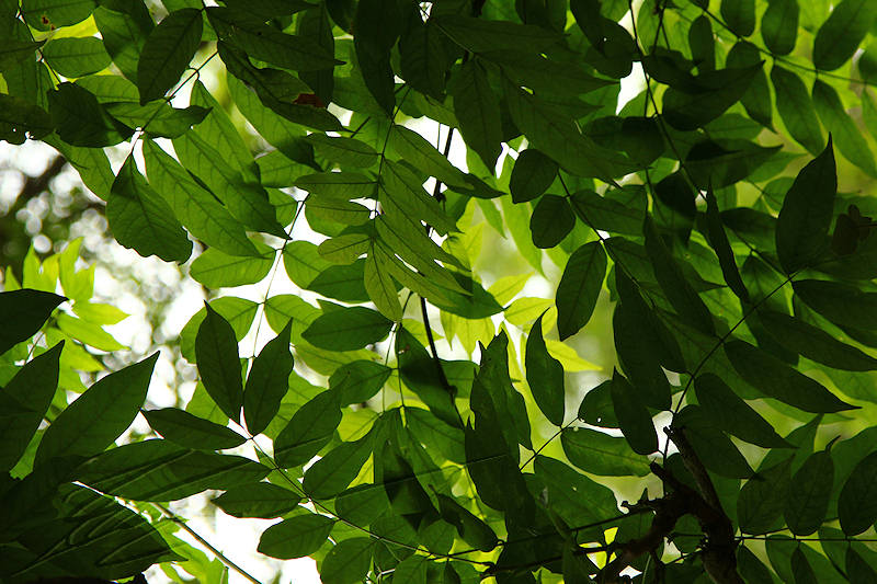 reportage 2014 terrasson france lot dordogne plante périgord corrèze jardins de l'imaginaire imaginarium gardens feuilles leafs couloire tunnel végétal
