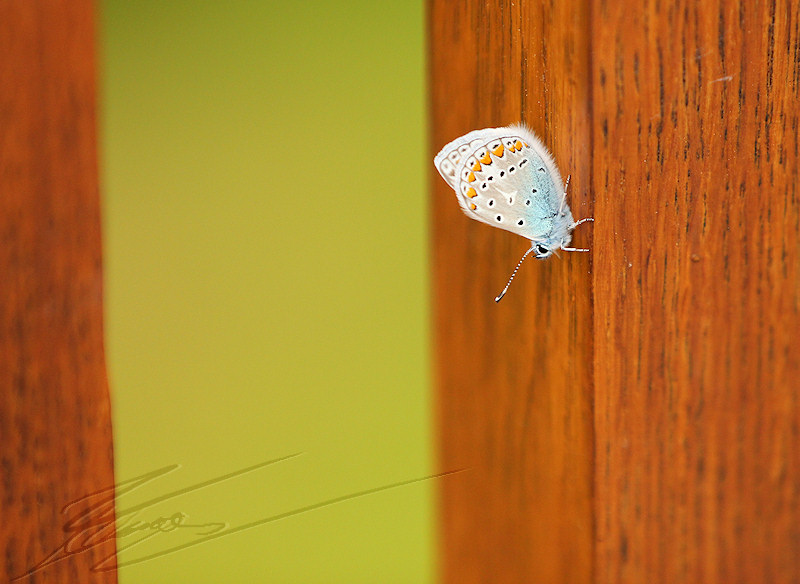 reportage 2014 république tchèque tchéquie czech prague praha cz ville Královská obora Pražský hrad château pont most nature papillon butterfly argus bleu