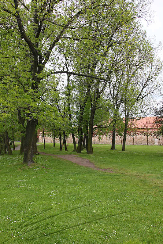 reportage 2014 république tchèque tchéquie czech prague praha cz ville parc park Petřín Petřínské sady tour arbre tree