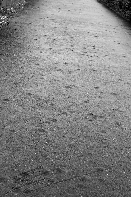 reportage 2014 république tchèque tchéquie czech prague praha cz ville pluie rain Vyšehrad chemin bitume acnée boutons buttons noir et blanc sol floor