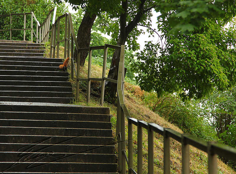 reportage 2014 république tchèque tchéquie czech prague praha cz ville pluie rain Vyšehrad stairs escalier marches écureuil roux ginger squirrel