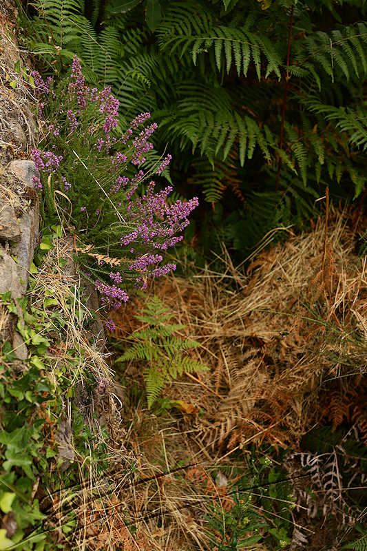 reportage 2015 france corrèze aubazine canal des moines monk brive malemort corrèze ancien eau water nature bruyère fleur flower rose