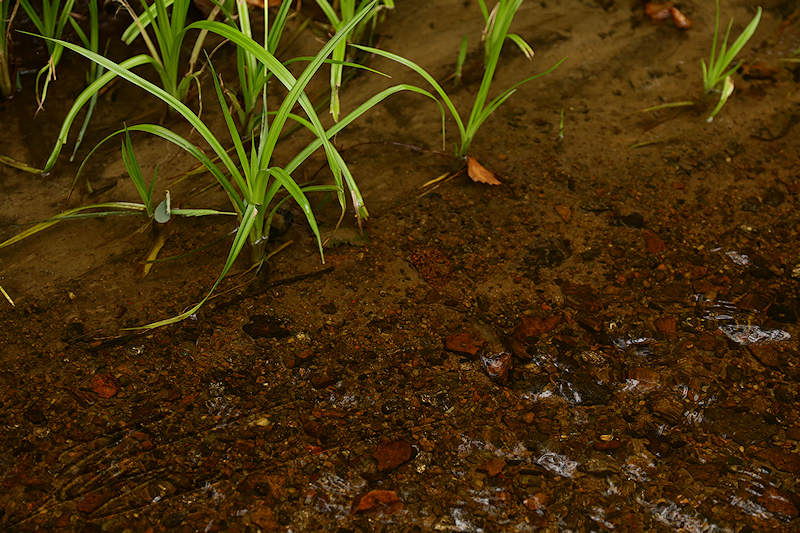 reportage 2015 france corrèze aubazine canal des moines monk brive malemort corrèze ancien eau water nature herbe verte green