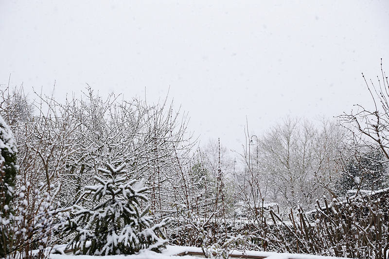 reportage 2016 france annemasse vetraz monthoux week-end neige snow winter blanc white froid cold Castor salève arbres jardin