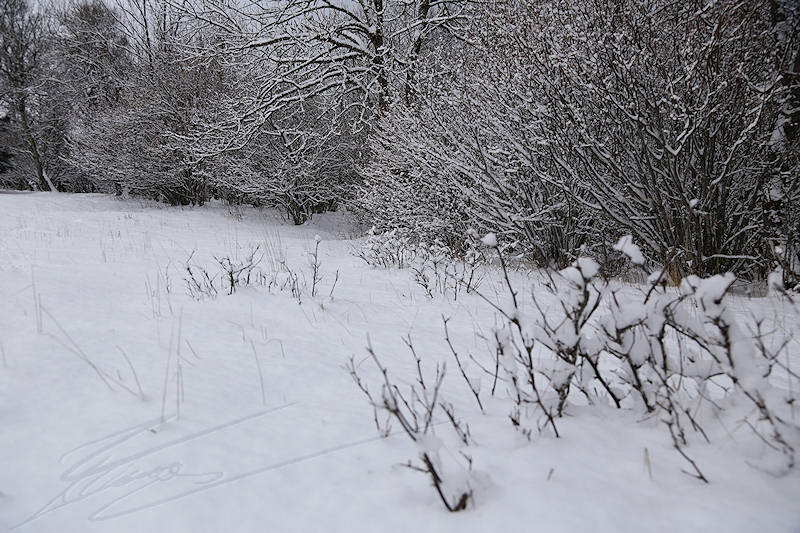 reportage 2016 france annemasse vetraz monthoux week-end neige snow winter blanc white froid cold Castor salève forêt forest arbre tree