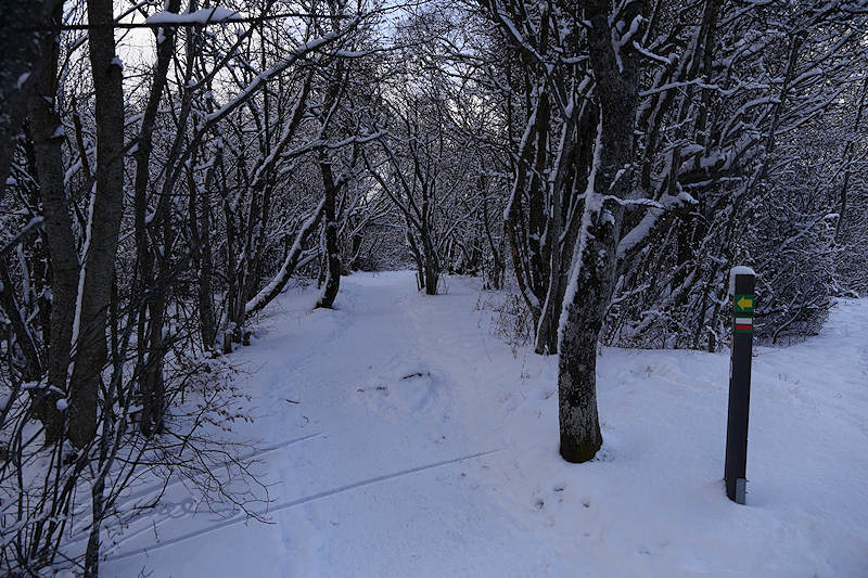 reportage 2016 france annemasse vetraz monthoux week-end neige snow winter blanc white froid cold Castor salève arbre tree forêt forest