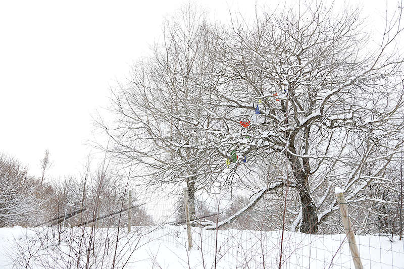 reportage 2016 france annemasse vetraz monthoux week-end neige snow winter blanc white froid cold Castor salève monastère Shedrub Choekhor Ling drapeaux de prières