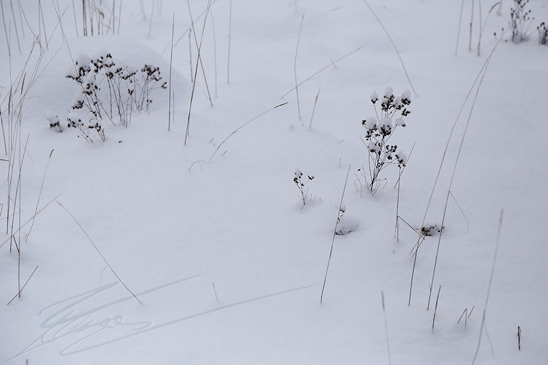 reportage 2016 france annemasse vetraz monthoux week-end neige snow winter blanc white froid cold Castor salève macro plante