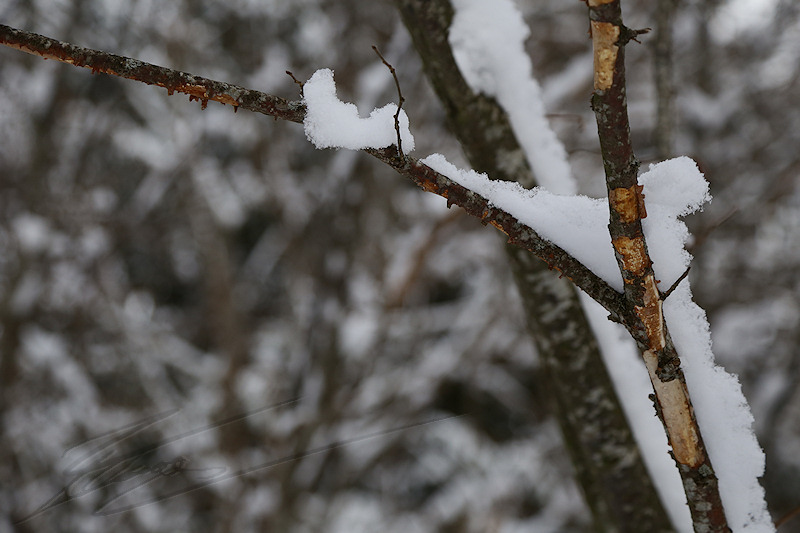 reportage 2016 france annemasse vetraz monthoux week-end neige snow winter blanc white froid cold Castor salève macro plante branche arbre tree
