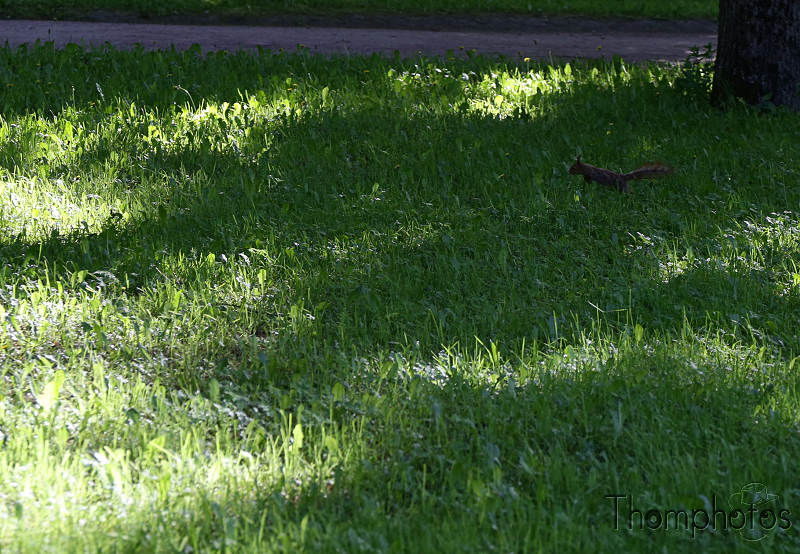 reportage photo 2018 russie saint petersbourg petrograd parc verdure écureuil squirrel animal